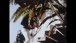 Link to Video