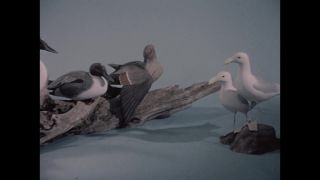 Link to Video