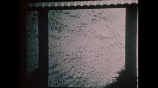 Link to Video