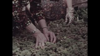 Link to Video