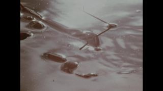 Link to Video