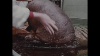 Link to Video