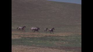 Link to Video