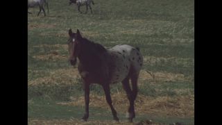 Link to Video