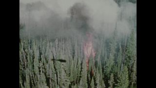 Link to Video