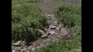 Link to Video