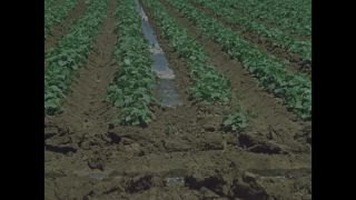 Link to Video