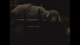 Link to Video