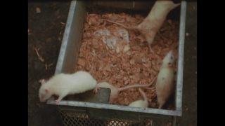 Link to Video