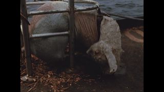 Link to Video