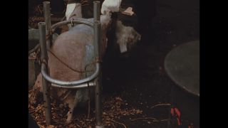 Link to Video