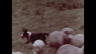 Link to Video
