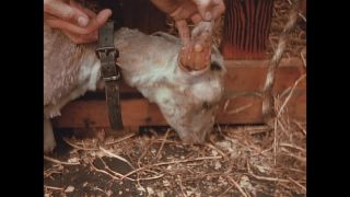 Link to Video