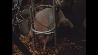 Link to Video