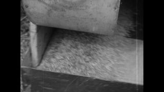 Link to Video | Germany