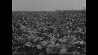 Link to Video | antisemitism, Third Reich