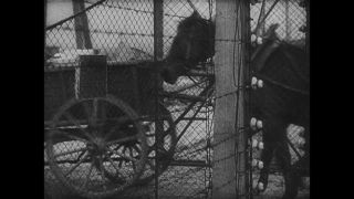 Link to Video | antisemitism, Third Reich, Auschwitz