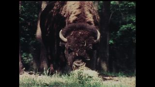 Link to Video