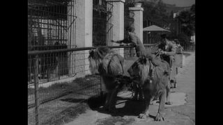 Link to Video | United States of America, Los Angeles, California