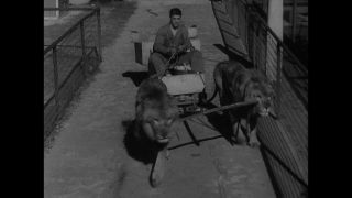 Link to Video | United States of America, Los Angeles, California