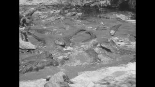 Link to Video | United States of America, Los Angeles, California