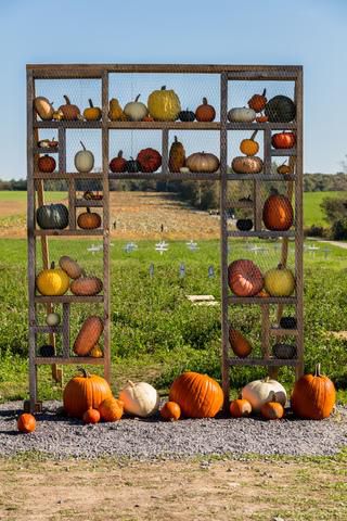 Link to Photo | agriculture, autumn, Canada, Cucurbita maxima, pumpkin, Quebec, field, color, orange, Cucurbita, day, plant, food product