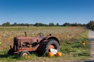 Link to Photo | agriculture, autumn, Canada, Cucurbita maxima, pumpkin, Quebec, field, color, orange, Cucurbita, day, plant, food product