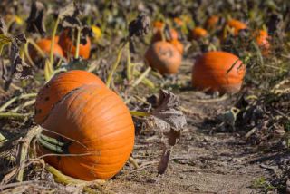 Link to Photo | agriculture, autumn, Canada, Cucurbita maxima, pumpkin, Quebec, field, color, orange, Cucurbita, day, plant, food product