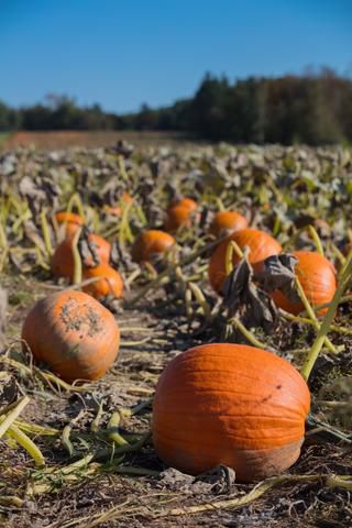 Link to Photo | agriculture, autumn, Canada, Cucurbita maxima, pumpkin, Quebec, field, color, orange, Cucurbita, day, plant, food product