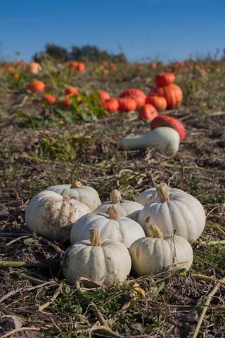 Link to Photo | agriculture, autumn, Canada, Cucurbita maxima, pumpkin, Quebec, field, color, orange, Cucurbita, day, plant, food product