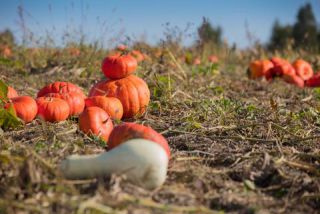 Link to Photo | agriculture, autumn, Canada, Cucurbita maxima, pumpkin, Quebec, field, color, orange, Cucurbita, day, plant, food product