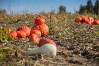 Link to Photo | agriculture, autumn, Canada, Cucurbita maxima, pumpkin, Quebec, field, color, orange, Cucurbita, day, plant, food product