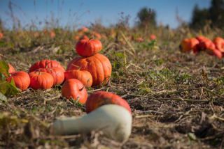 Link to Photo | agriculture, autumn, Canada, Cucurbita maxima, pumpkin, Quebec, field, color, orange, Cucurbita, day, plant, food product