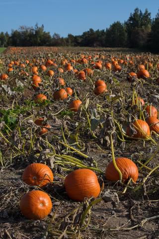 Link to Photo | agriculture, autumn, Canada, Cucurbita maxima, pumpkin, Quebec, field, color, orange, Cucurbita, day, plant, food product