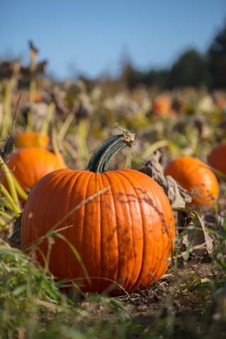 Link to Photo | agriculture, autumn, Canada, Cucurbita maxima, pumpkin, Quebec, field, color, orange, Cucurbita, day, plant, food product