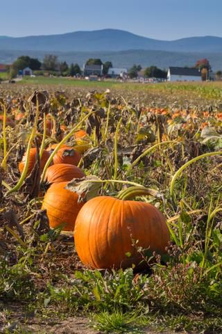 Link to Photo | agriculture, autumn, Canada, Cucurbita maxima, pumpkin, Quebec, field, color, orange, Cucurbita, day, plant, food product
