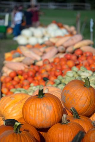 Link to Photo | agriculture, autumn, Canada, Cucurbita maxima, pumpkin, Quebec, field, color, orange, Cucurbita, day, plant, food product