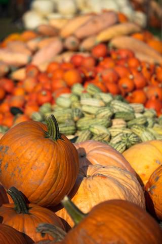 Link to Photo | agriculture, autumn, Canada, Cucurbita maxima, pumpkin, Quebec, field, color, orange, Cucurbita, day, plant, food product