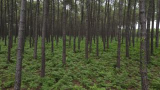 Link to Video | France