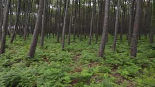 Link to Video | France