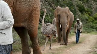 Link to Video | Mahatma Gandhi, Lesotho, Eswatini, landscape, historic site, hairpin turn, agriculture, glass, digestion, hiking, glassblowing, vulture, Sani Pass, Zulu, anaesthesia, farm, Battle of Blood River, glass recycling, motor car, adventure, Fressen, starry sky, canyon, African buffalo, sea, Mauser, resting, Crocuta crocuta, nature reserve, Drakensberg, plantation, Phalaborwa, pistol, Gazella, Big five game, herd, drinking glass, harvest, four-wheel drive, pickup truck, Rothschild giraffe, mating, dragon fruit, cheetah, wildlife, Kruger National Park, surf, Felidae, gravel road, point-of-view shot, prey, calf, mud bath, wet season, waterhole, bath, zebra, Ngwenya, waterfall, helicopter, leopard, Carica papaya, MAN SE, hunting, Afrikaners, panorama, Savanna, Victoria Falls, national park, aerial shot, Kalahari Desert, bush flying, memorial, banana, Marabou Stork, city, covered wagon, sky, tourist attraction, night, Buphagus, Arterhaltung, transport, wildlife conservation, Büssing, nature, Winston Churchill, flood, cannon, automated teller machine, safari, mountain, Ladysmith, handicraft, wagon fort, off-road vehicle, tongue