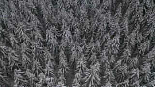 Link to Video | tree, winter, Hunsrück, Kalt, Hochwald, forest, aerial shot, Greimerath