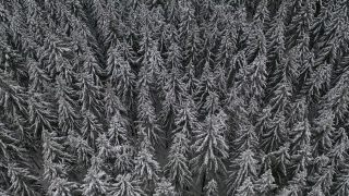 Link to Video | tree, winter, Hunsrück, Kalt, Hochwald, forest, aerial shot, Greimerath