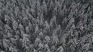 Link to Video | tree, winter, Hunsrück, Kalt, Hochwald, forest, aerial shot, Greimerath