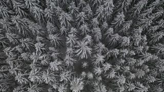 Link to Video | tree, winter, Hunsrück, Kalt, Hochwald, forest, aerial shot, Greimerath