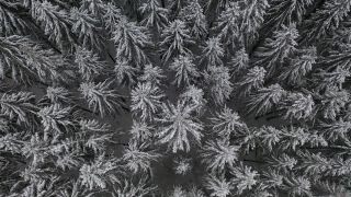 Link zum Video | Baum, Winter, Hunsrück, Kalt, Hochwald, Wald, Luftaufnahme, Greimerath