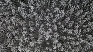 Link to Video | tree, winter, Hunsrück, Kalt, Hochwald, forest, aerial shot, Greimerath