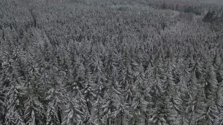 Link zum Video | Baum, Winter, Hunsrück, Kalt, Hochwald, Wald, Luftaufnahme, Greimerath