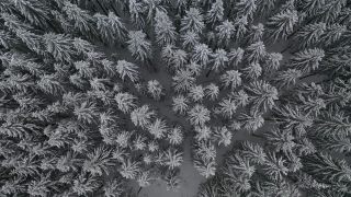 Link to Video | tree, winter, Hunsrück, Kalt, Hochwald, forest, aerial shot, Greimerath