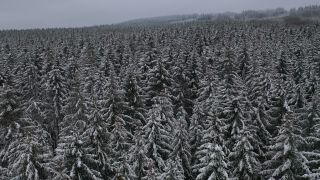 Link to Video | tree, winter, Hunsrück, Kalt, Hochwald, forest, aerial shot, Greimerath